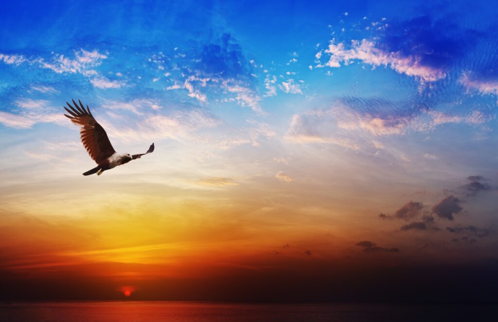 Bird In Sky 21398861