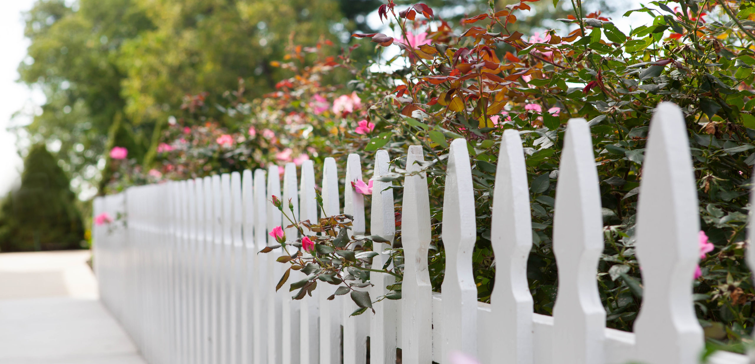 Front White Fence With Rose Bushes