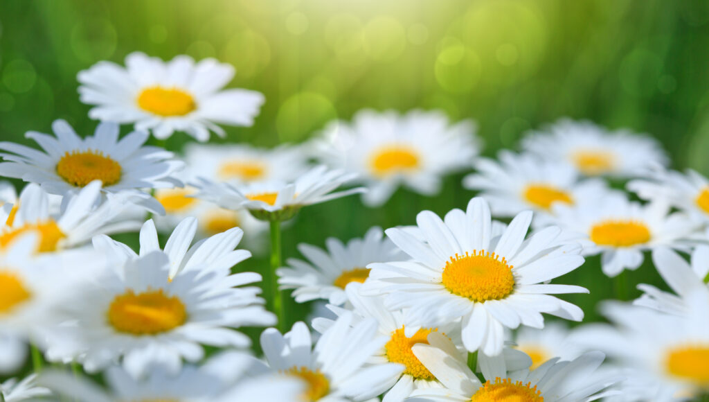 Macro Shot Of White Daisies In The Summer Garden.