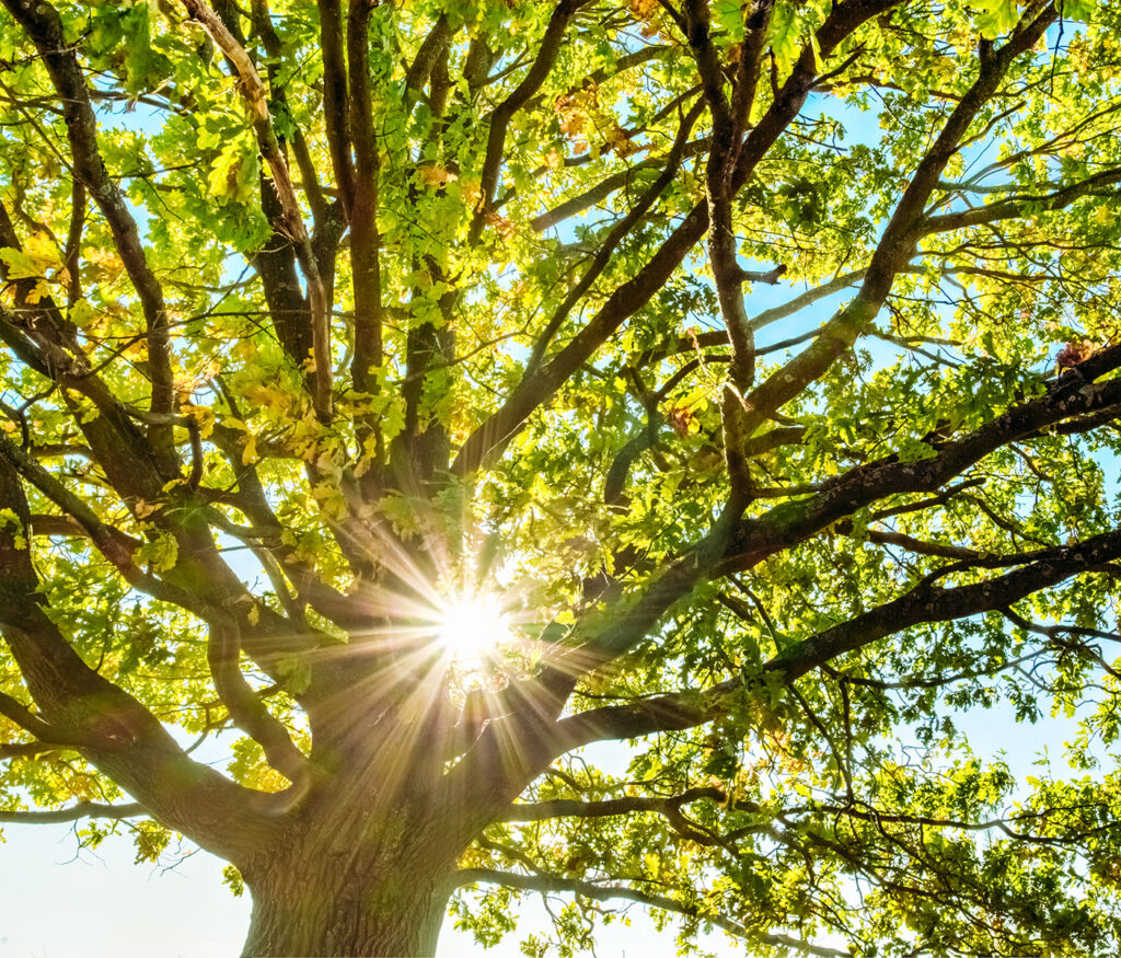 Young Oak Tree On A Sunny Day