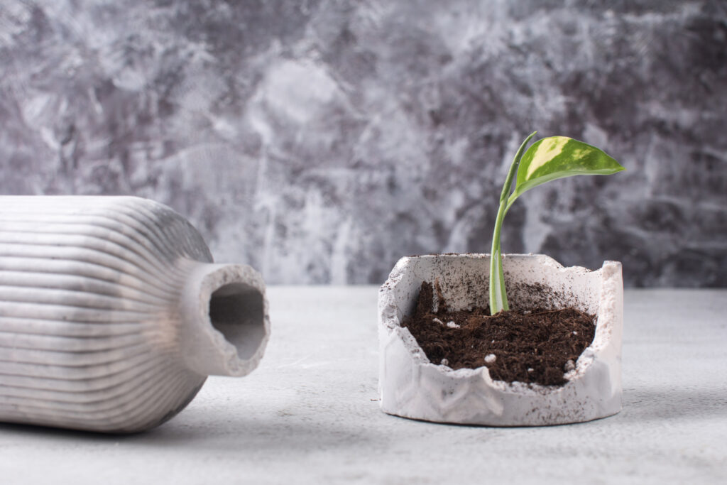 A Broken Ceramic Vase With A Sprouted Flower In A Broken Pot With Earth, A Small Sprout. On A Gray Concrete Background
