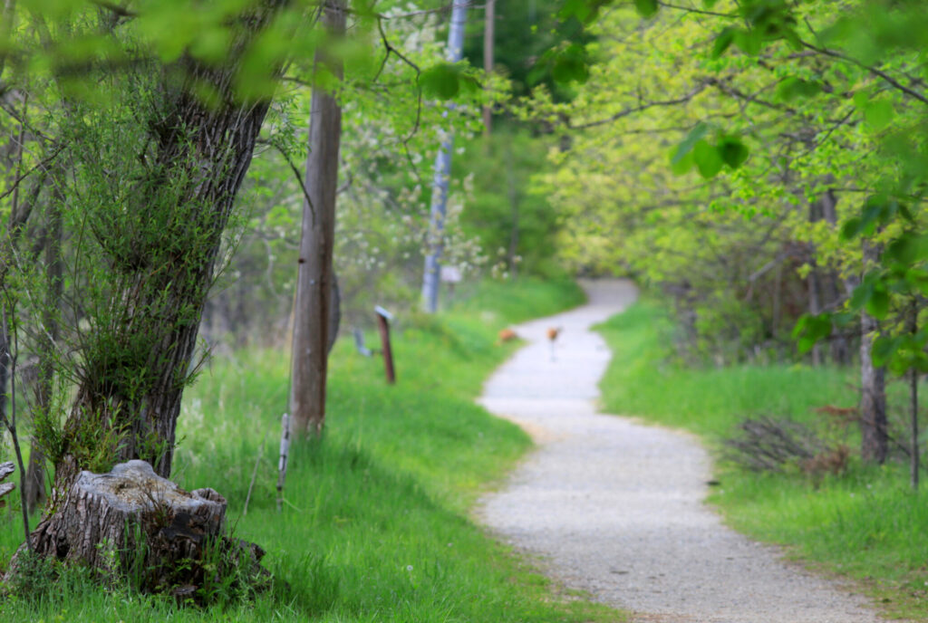 36877037 Winding Path In The Nature Park